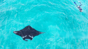 Private Manta Bay (1)