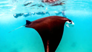 Private Manta Bay (2)