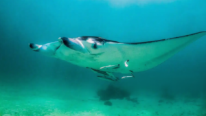 Private Manta Bay (3)