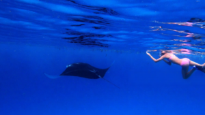 Private Manta Bay (4)