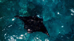 public manta point (1)