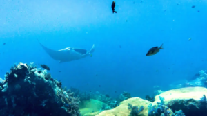 public manta point (2)