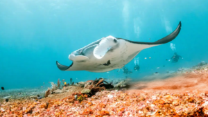 public manta point (4)